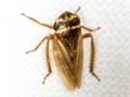 Aphrodes bicincta